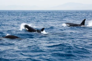 Orcas, Rudders, and a Growing Mystery in the North Atlantic
