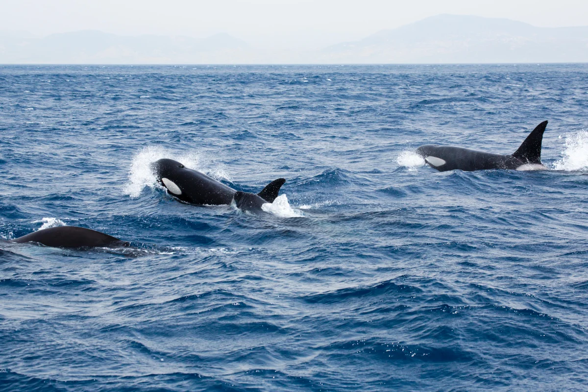 Orcas, Rudders, and a Growing Mystery in the North Atlantic